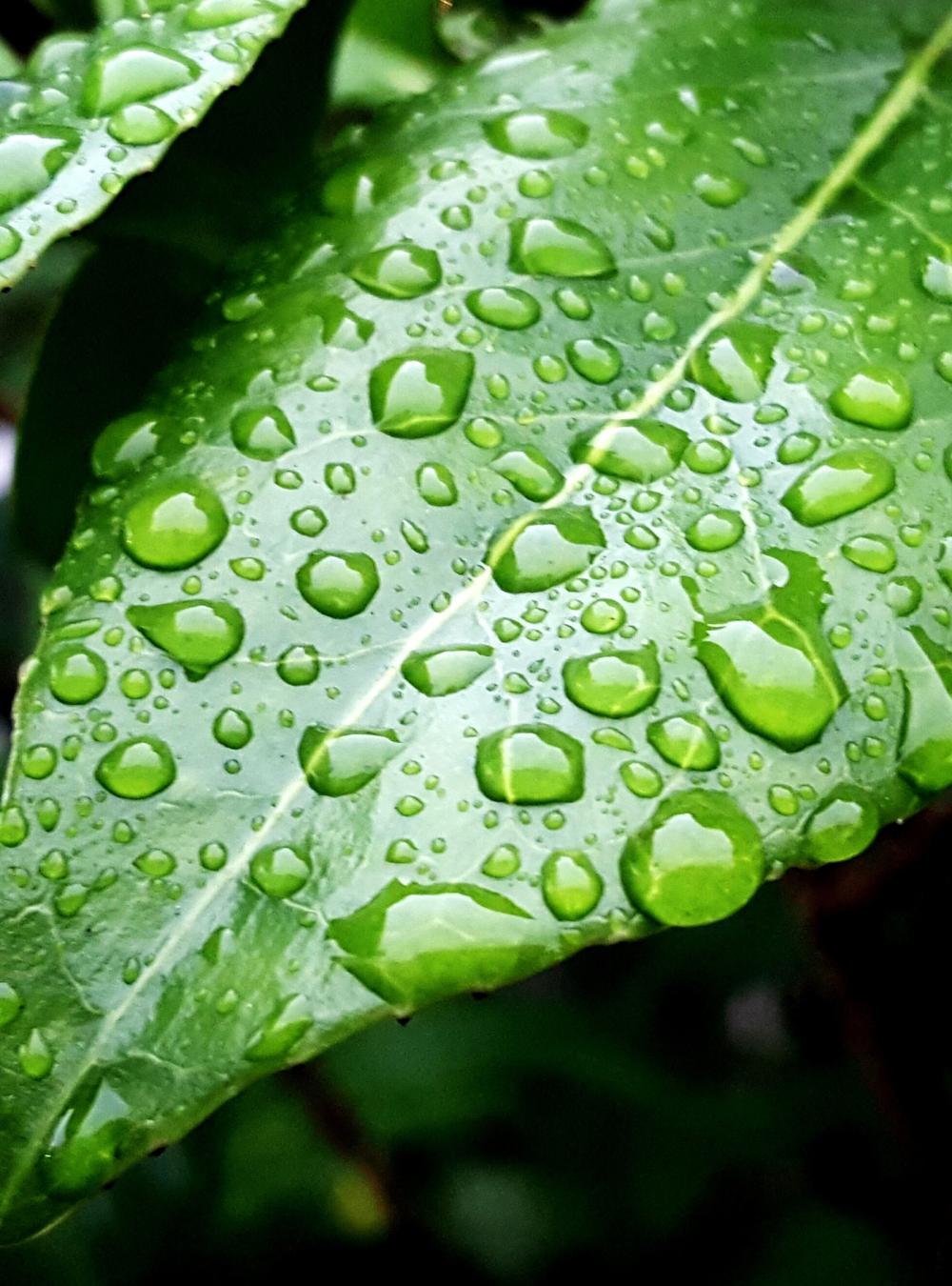 Close up photograph of green leaves with raindrops on them