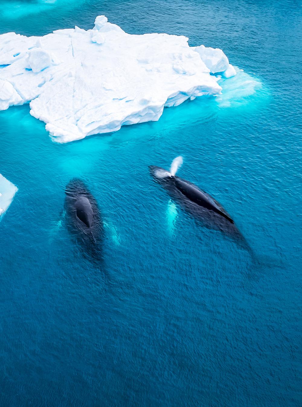 Whales swimming in the arctic