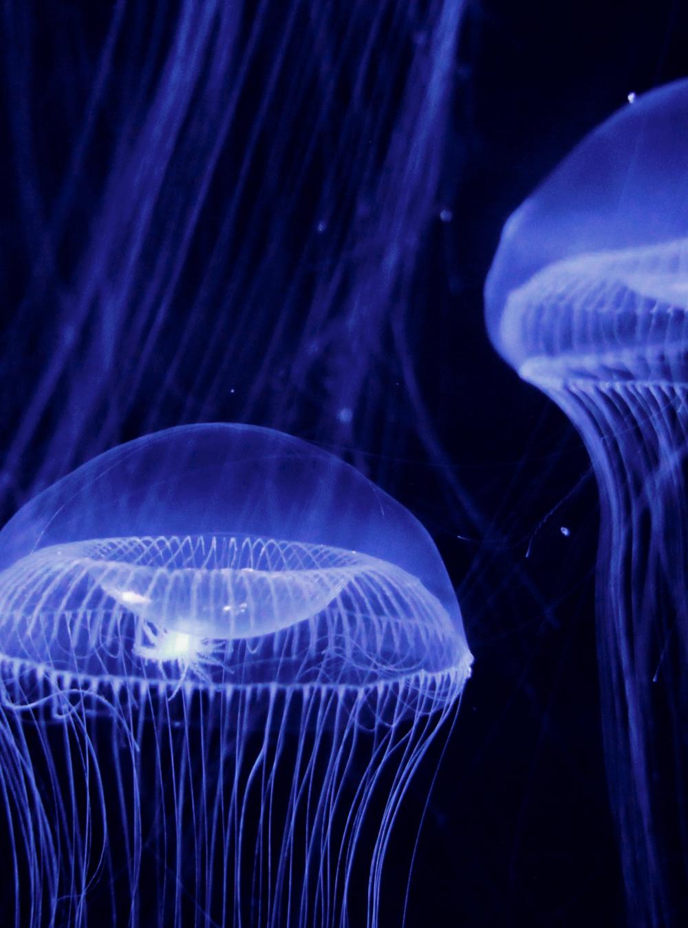 blue jellyfish