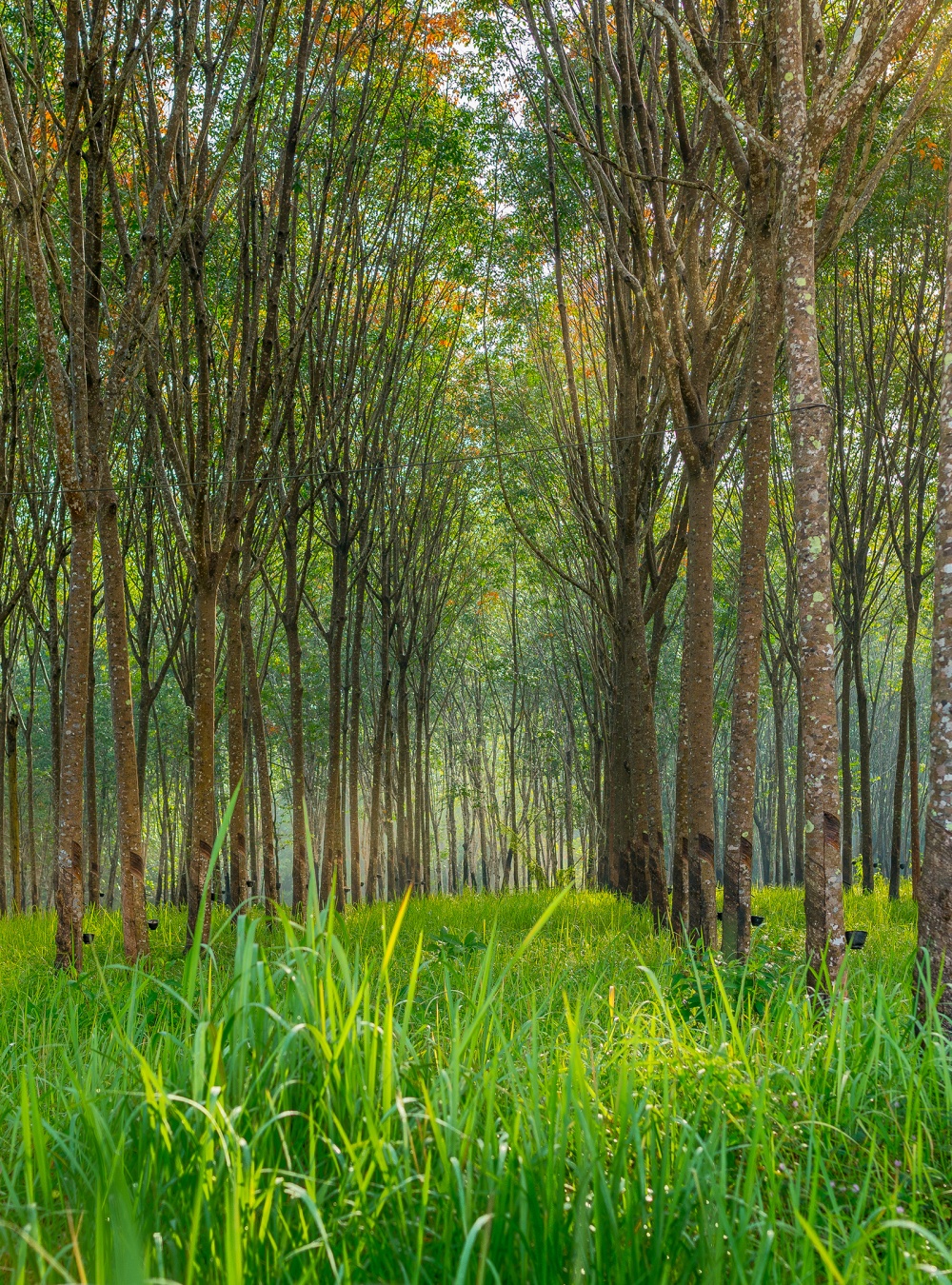 Rubber tree forest