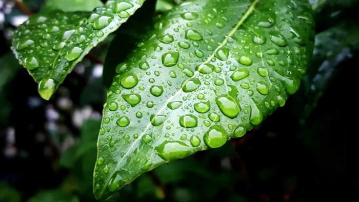 Close up photograph of green leaves with raindrops on them