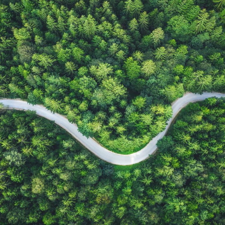 Winding road in middle of large forest